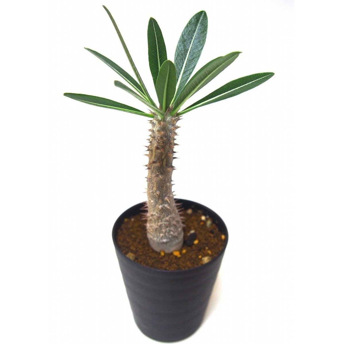 パキポディウム　タッキー　Pachypodium Tackyi 極上品】Pachypodium Tackyi【一流ナーセリーの親株クラス