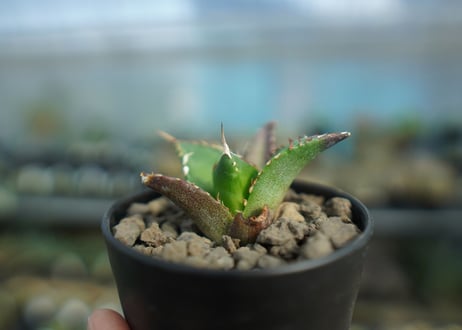アガベ　チタノタ　ハデス　Agave titanota Hades　No.2