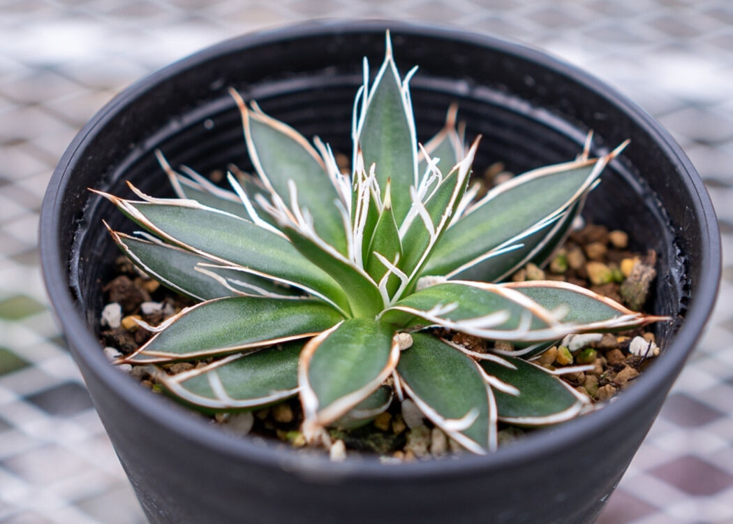 アガベ　アテナータ　ホワイトストライプ　白縞斑　レア　数日限定出品 fit=scale-down,w=1200