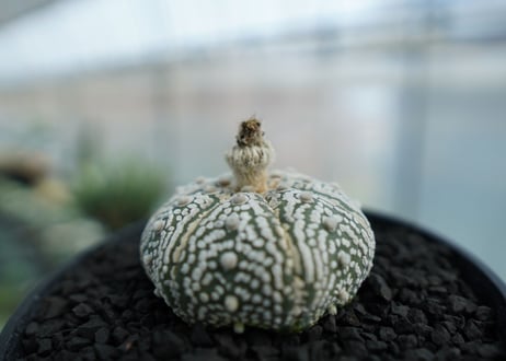アストロフィツム　スーパー兜　Astrophytum asterias 'Superkabuto' No.3