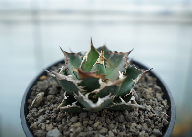 アガベ チタノタ FO-76 Agave titanota FO-76 No.2 | man