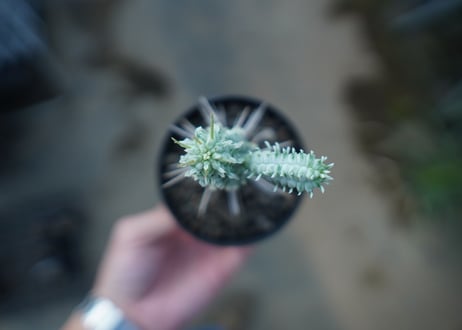 ユーフォルビア　ミルクトロン　Euphorbia mammillaris cv. variegat　No.2