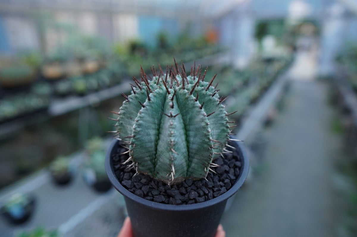 ユーフォルビア ホリダ Euphorbia horrida No.2 | mana's fa