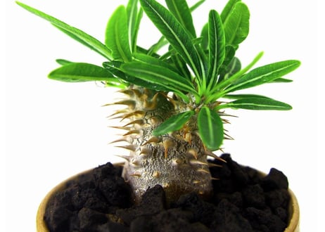 パキポディウム グラキリス　 Pachypodium Gracilius