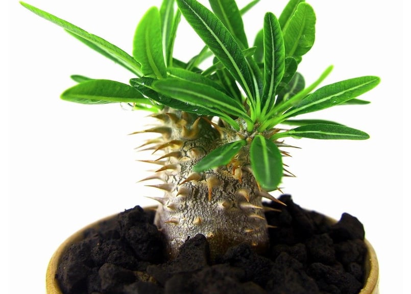 パキポディウム グラキリス Pachypodium Gracilius | mana's f
