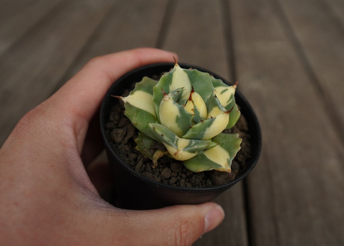 アガベ 王妃雷神錦 黄中斑 Agave “Ohi Raijin Nishiki Kinakah アガベ 王妃雷神錦 黄中斑 Agave “Ohi Raijin Nishiki Kinakah