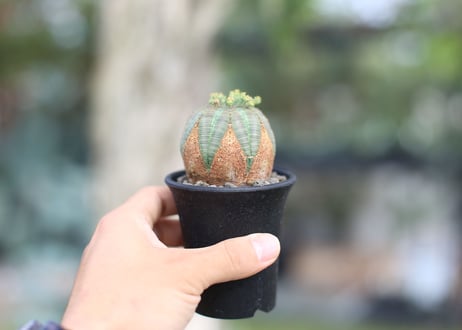 ユーフォルビア　オベサ　♂♀
