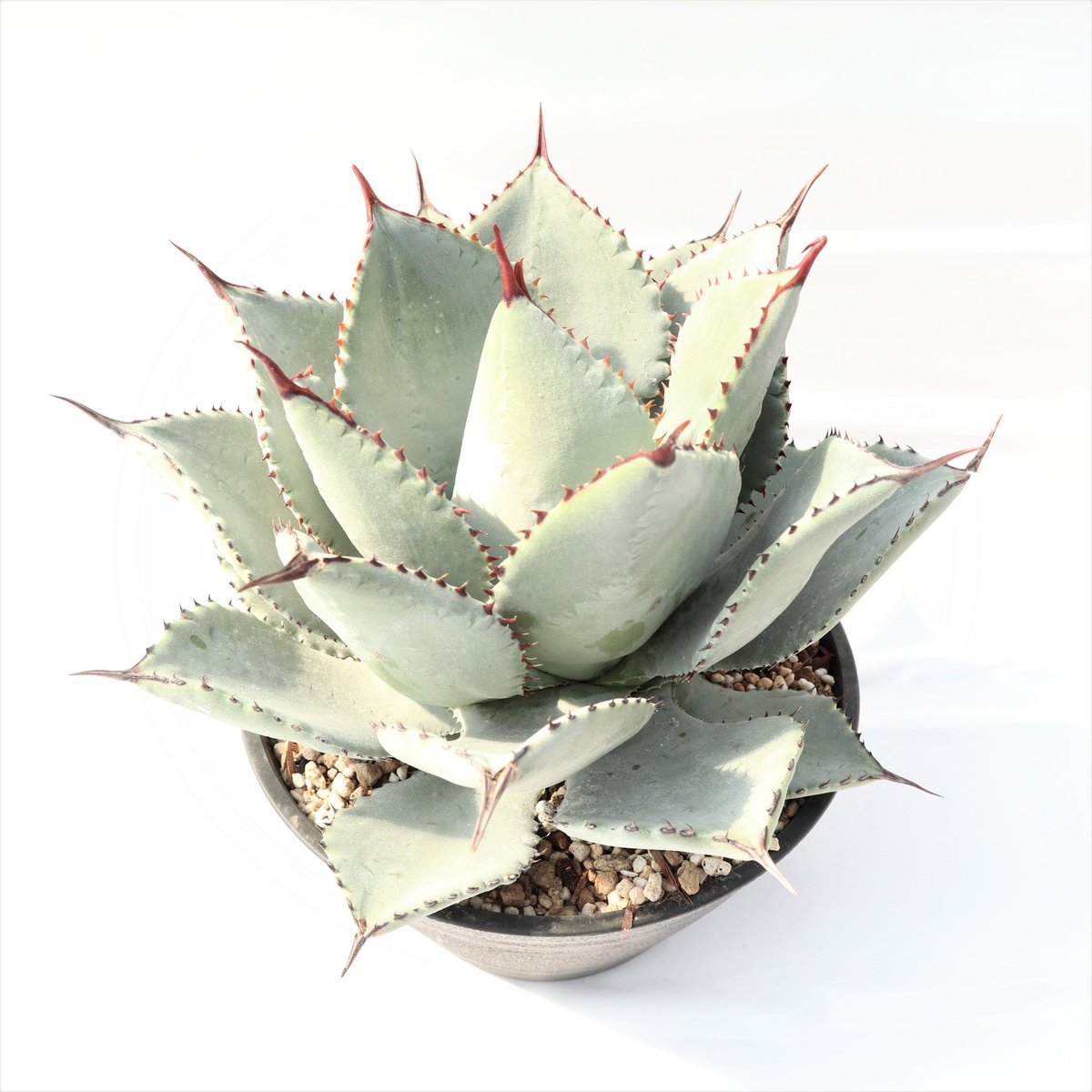 Agave 'Dragon Toes' ドラゴントゥース 大株 アガベ ドラゴン