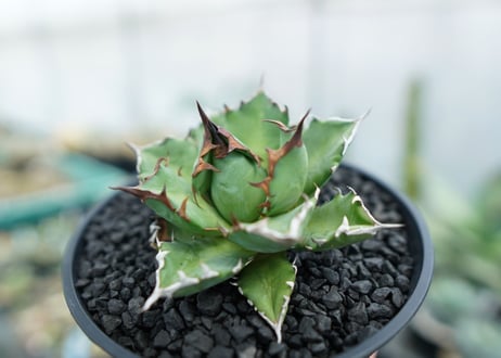 アガベ　チタノタ　姫厳竜　Agave titanota dwarf　No.3