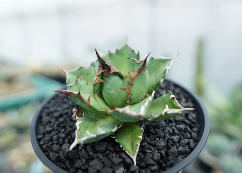 アガベ　チタノタ　姫厳竜　valiem アガベ チタノタ 姫厳竜 / Agave titanota 'Dwarf' – LAND KNOT