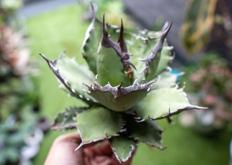 Agave titanota FO-76 B NO.2