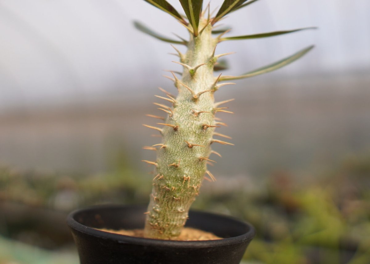 パキポディウム ドラケイ 美形 レア品種 パキポディウム ドラケイ | GREEN LUCK