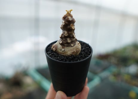 ドルステニア フォエチダ Dorstenia foetida　No.1