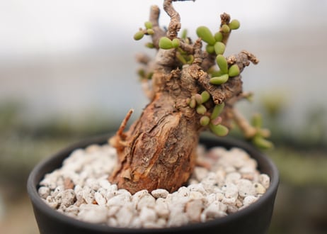 Ceraria pygmaea ケラリア ピグマエア　B NO.10