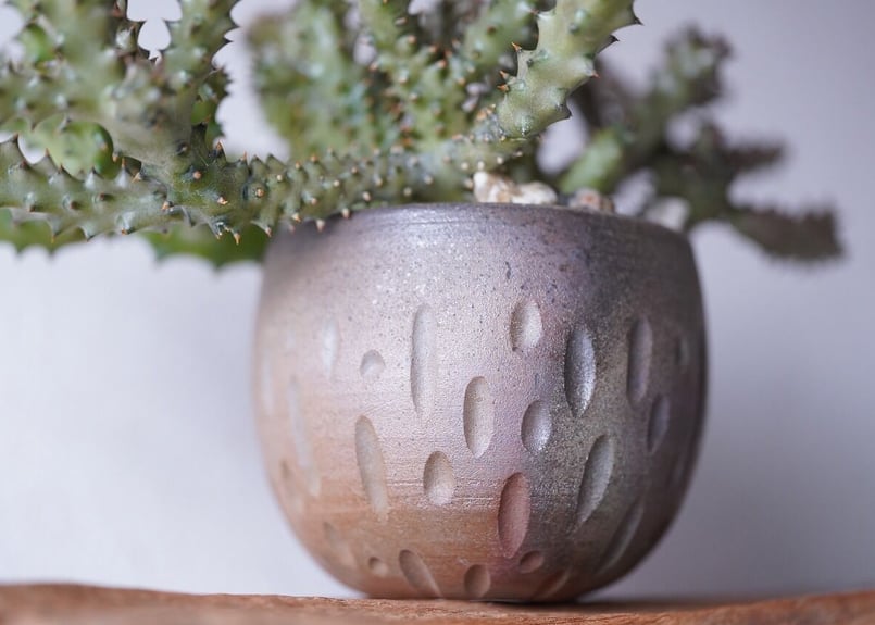 Edithcolea grandis | mana's farm:塊根植物・アガベ・ドライガー