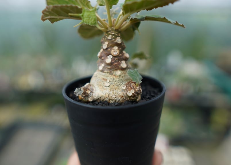 ドルステニア フォエチダ Dorstenia foetida | mana's farm:塊根