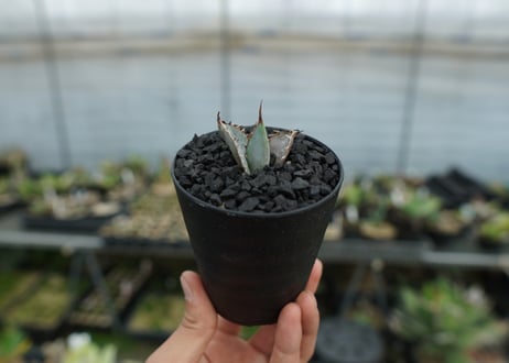 アガベ　チタノタ　ライオンズメーン　Agave titanota Lion's Mane  No.1