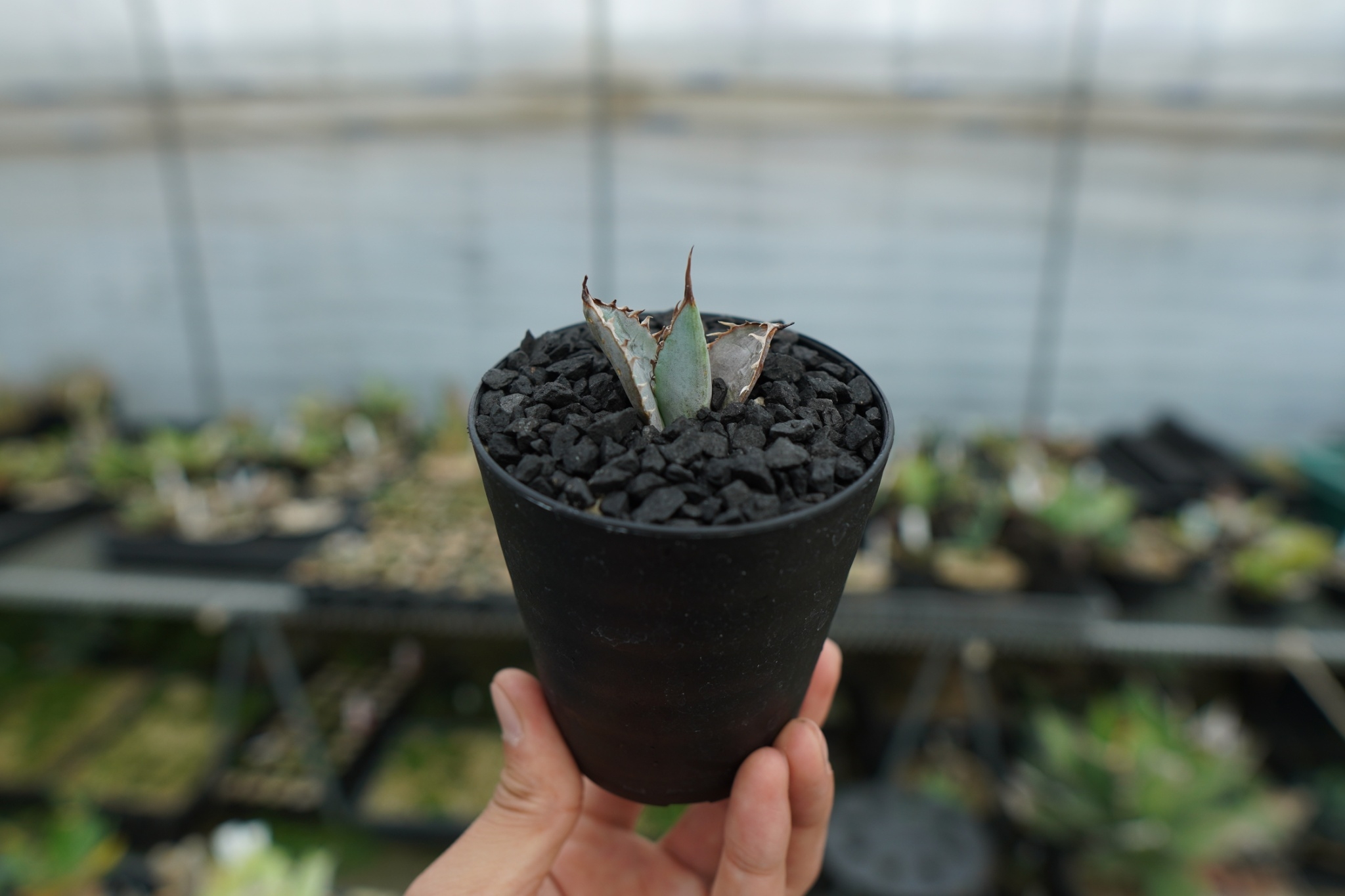 【子株4株付き】ライオンズメーン アガベ チタノタ ライオンズメーン Agave titanota Lion's Mane No.1
