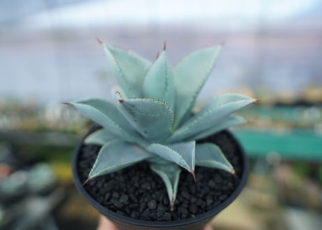 アガベ　ドラゴントゥース　Agave Dagontoes　No.3
