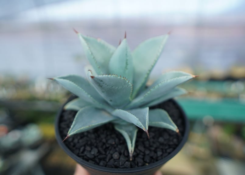 アガベ ドラゴントゥース Agave Dagontoes No.3 | mana's farm