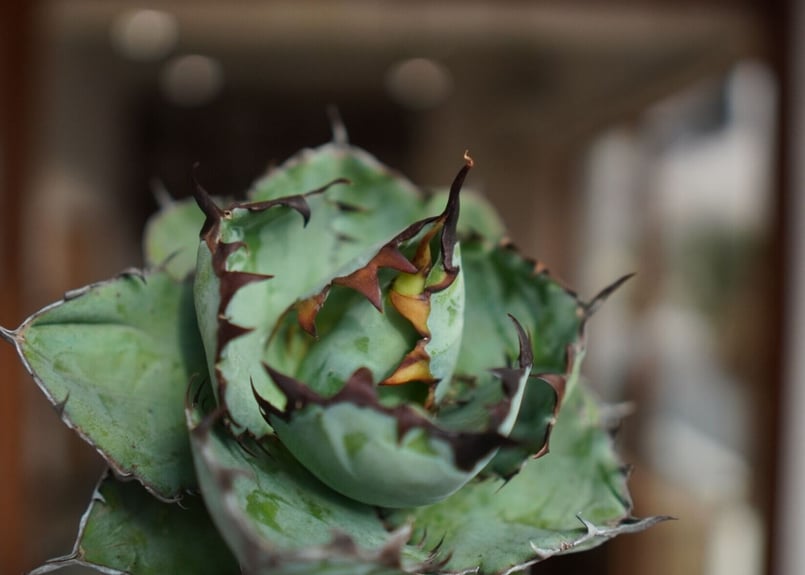 アガベ チタノタ ブラックアンドブルー Agave titanota black and