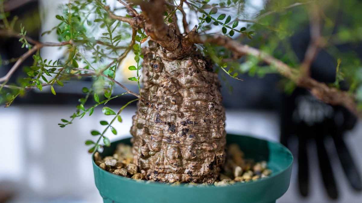 オペルクリカリア パキプス 沖縄で管理後1年 No.1 | mana's