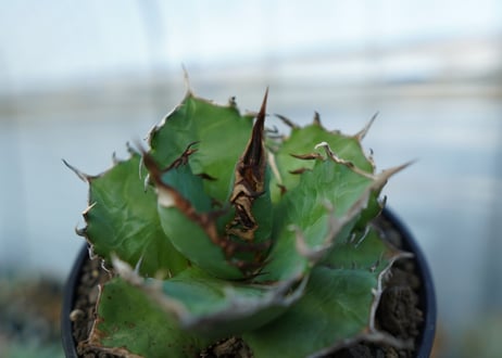 アガベ　チタノタ　 半蔵 　Agave titanota "半蔵"