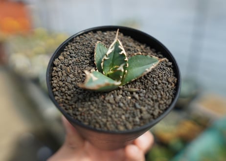 アガベ　チタノタ　狼人　agave titanota "狼人"　No.1