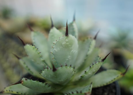 アガベ　マクロアカンサ×ポタトラム　 Agave macroacantha×potatorum  No.2
