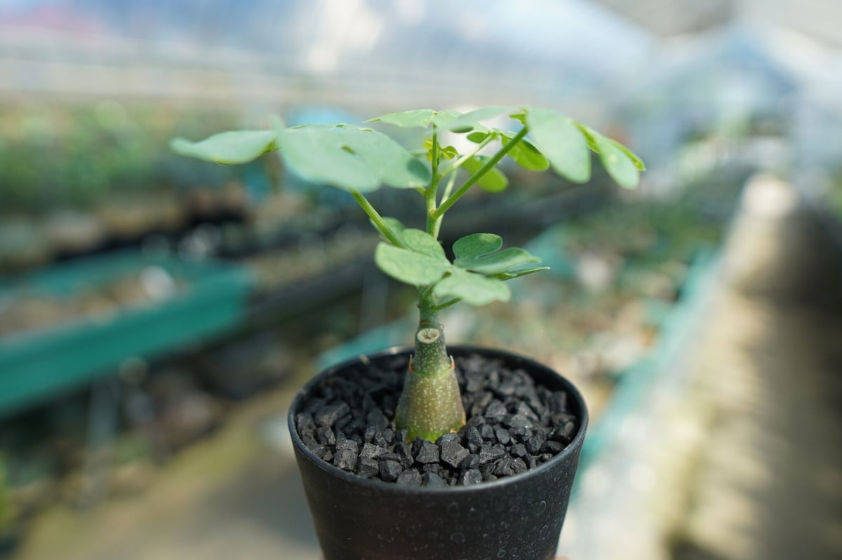アデニア グラウカ Adenia Glauca No.3 | mana's farm:塊根植物
