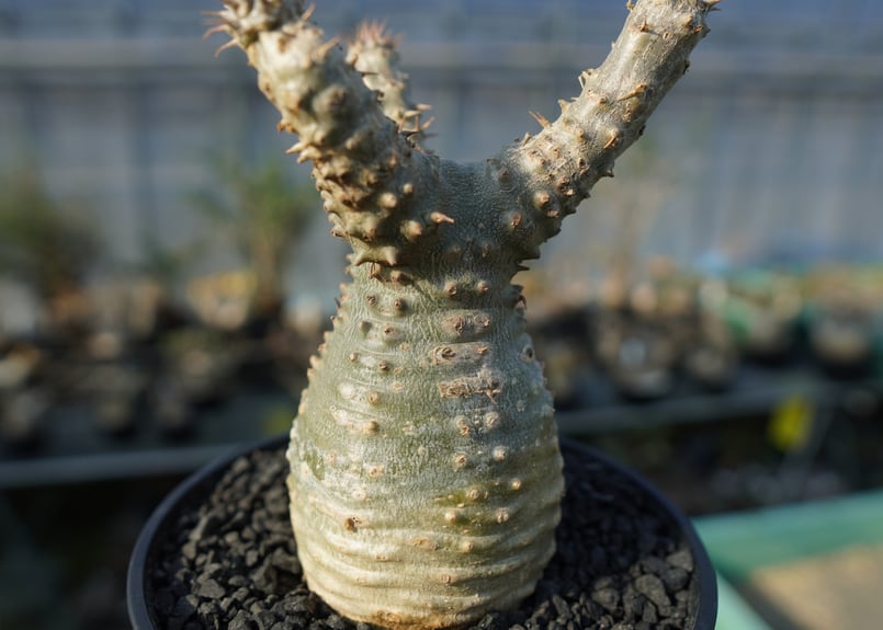 パキポディウム マカイエンセ Pachypodium makayense No.2 | man