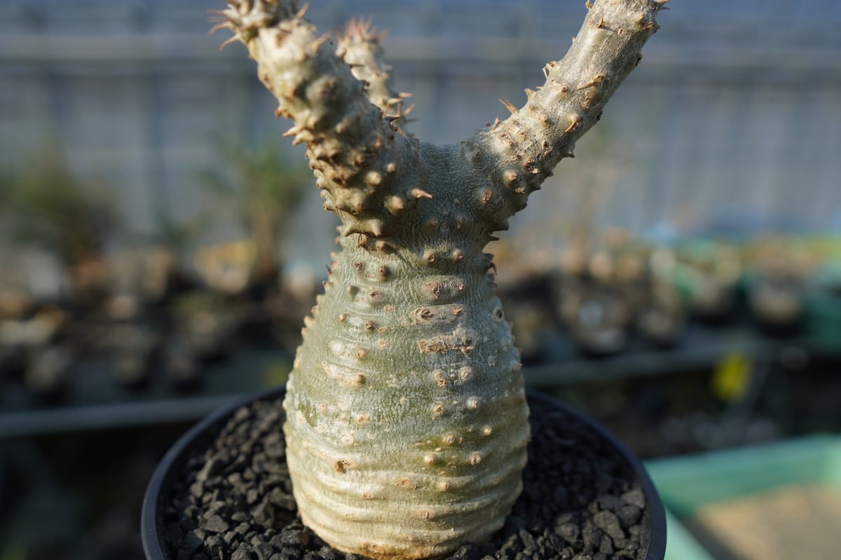 パキポディウム マカイエンセ Pachypodium makayense No.2 | man