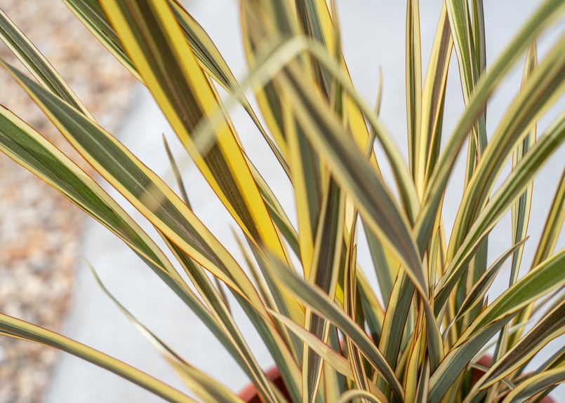 ニューサイラン | mana's farm:塊根植物・アガベ・ドライガーデン植物