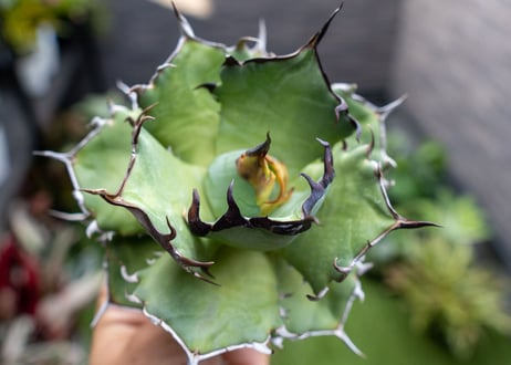 Agave ハデス 黒獄 A NO.1