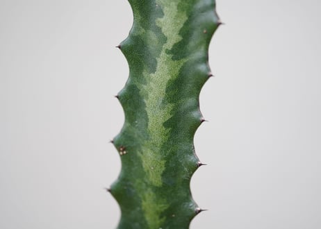 Euphorbia columnaris
