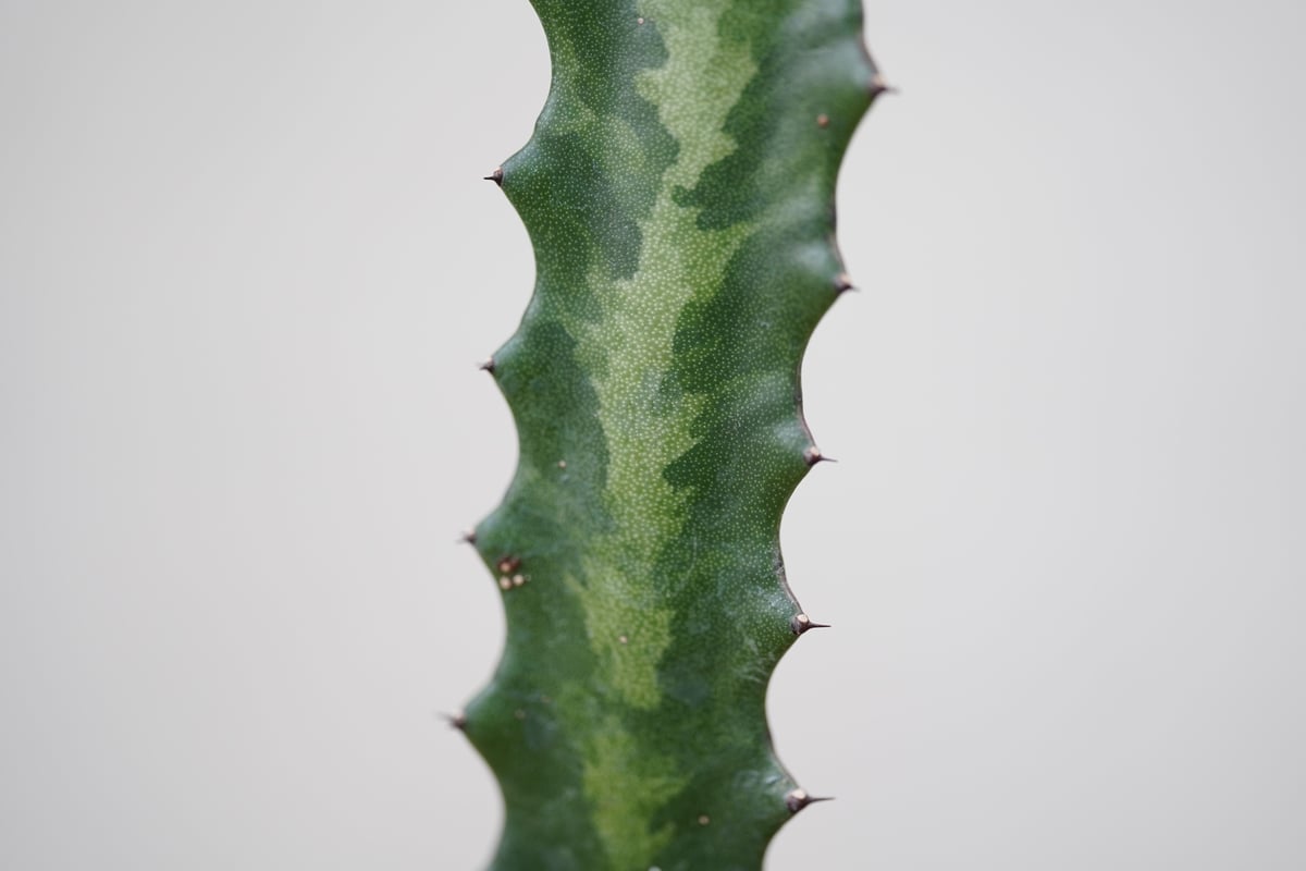 Euphorbia columnaris | mana