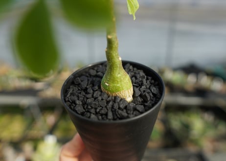 アデニア　グラウカ　Adenia glauca