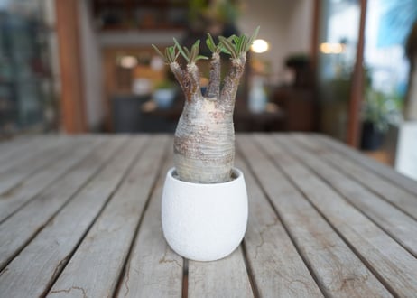 パキポディウム　グラキリス　 Pachypodium Gracilius