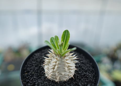 パキポディウム　恵比寿大黒　Pachypodium Densicaule　No.1