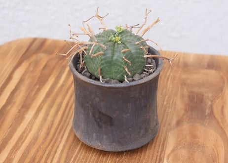 【RawLifeFactory】強刺ゼブラバリダ　すごく良い株です。