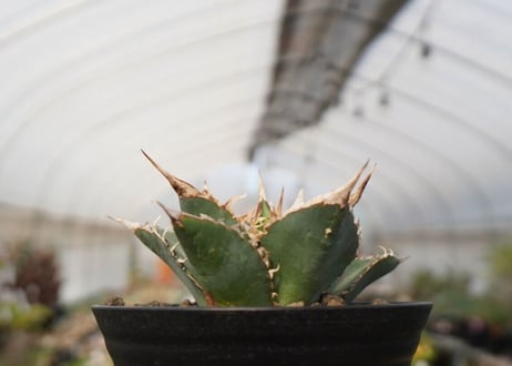 agave oteroi oaxaca　NO.2