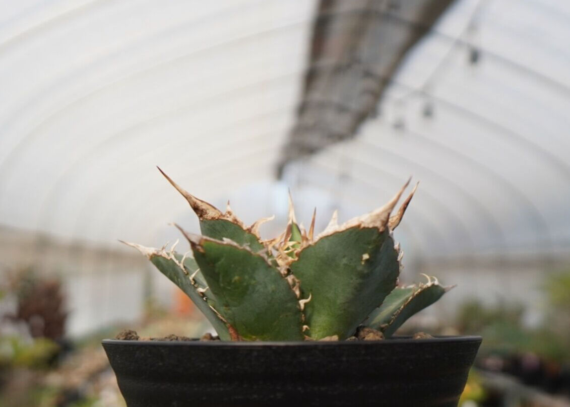 最新 AGAVE OTEROI 子株 胖鯨 現地球株 OAXACA 植物/観葉植物