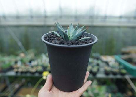 アガベ　ユタエンシス　Agave uthaensis　No.1