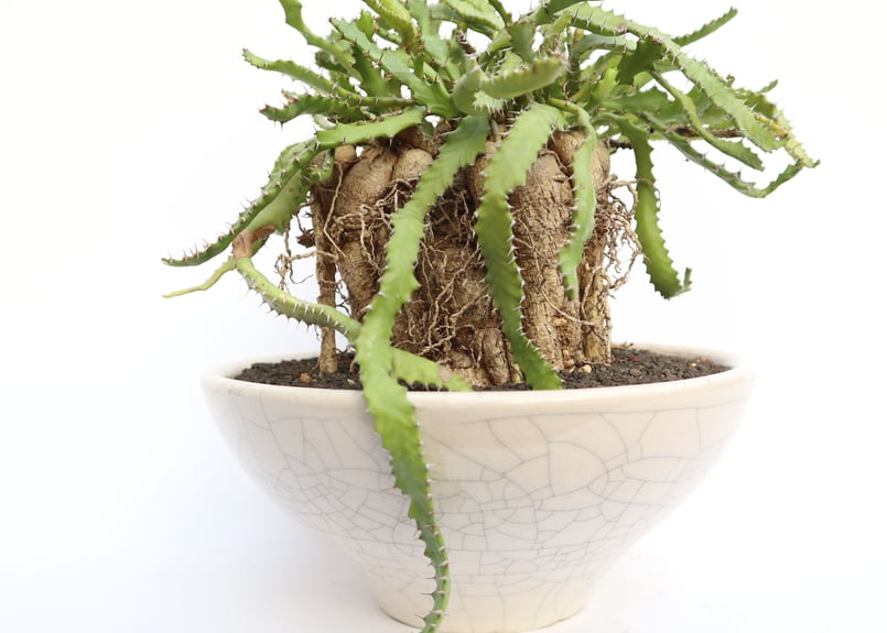 ユーフォルビア ステラータ 飛竜 | mana's farm:塊根植物・アガベ