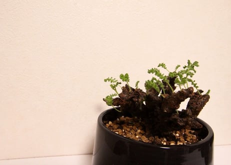 ペラルゴニウム　アルテルナンス　Pelargonium alternans