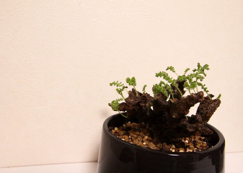 ペラルゴニウム アルテルナンス Pelargonium alternans | mana's 