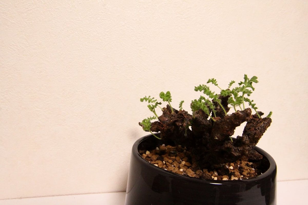 ペラルゴニウム アルテルナンス Pelargonium alternans | mana's