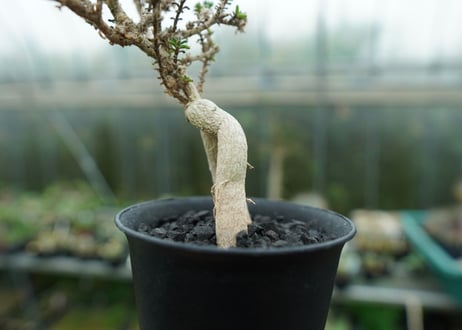 姫紅小松　Trichodiadema bulbosum