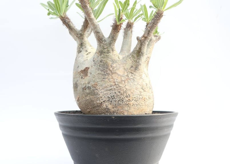 パキポディウム グラキリス no.13 | mana's farm:塊根植物・アガベ