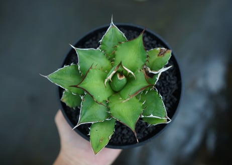 アガベ　チタノタ　Agave titanota　No.4